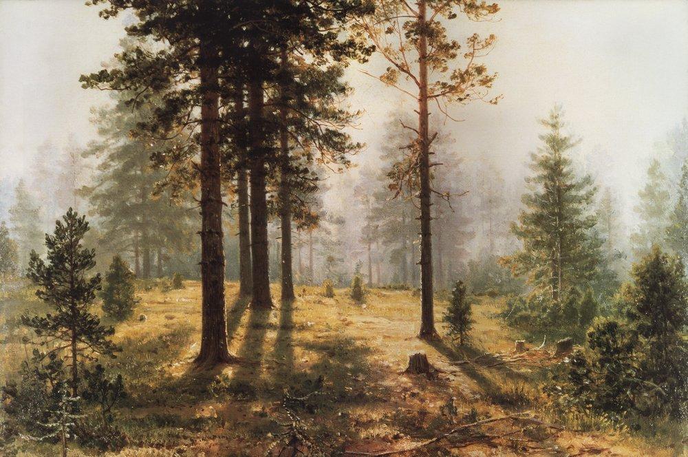 A sunlit forest